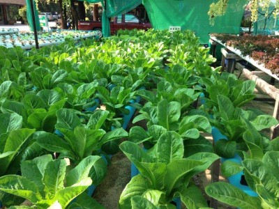 สวนป่ารีสอร์ท
