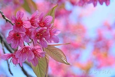 หน่วยจัดการต้นน้ำขุนแม่ยะ