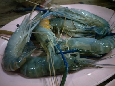 กุ้ง