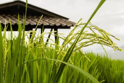 บรรยากาศ บ้านป่าบงเปียง