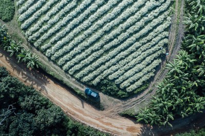 บรรยากาศ ทุ่งดอกเก๊กฮวย บ้านอมลอง