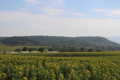 ทุ่งทานตะวัน ไร่มณีศร เขาใหญ่