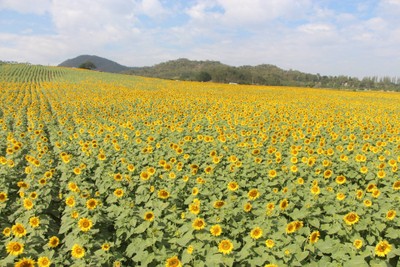 บรรยากาศ ทุ่งทานตะวัน ไร่มณีศร เขาใหญ่