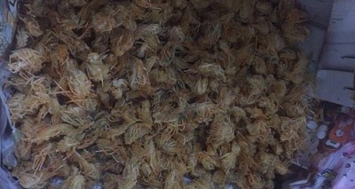 วิธีทำ คางกุ้งทอดกรอบ วิธีทำ คางกุ้งทอดกรอบ