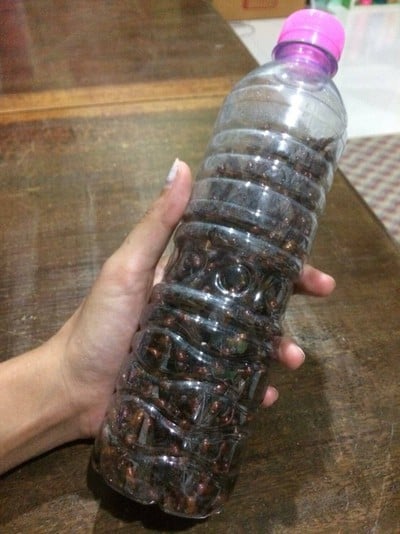 วิธีทำ แมงมันคั่วเกลือ