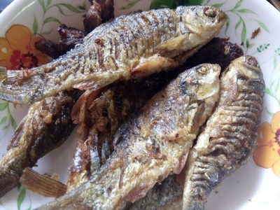 มัจฉาลาสมุทร