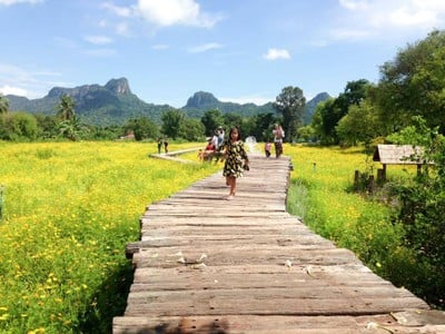 บรรยากาศ ทุ่งดอกดาวกระจาย