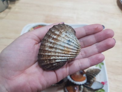 หอยแครง