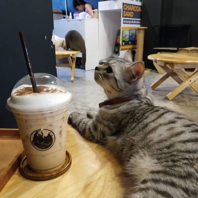 lndicat Cafe & Cat Hotel