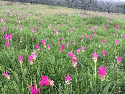 ดอกกระเจียว