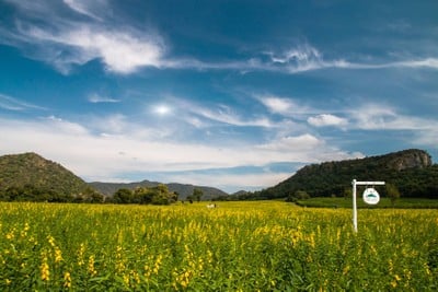 บรรยากาศ ทุ่งปอเทือง ไร่ธรรมชัย