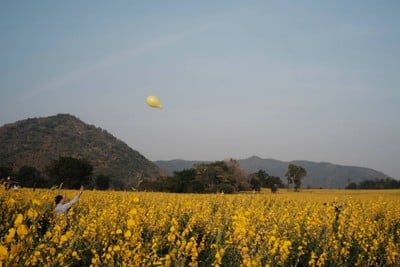 บรรยากาศ ทุ่งปอเทือง ไร่ธรรมชัย