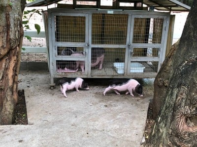 Bonanza Exotic Zoo (สวนสัตว์โบนันซ่าเอ็กโซติกซู เขาใหญ่) Bonanza Exotic Zoo (สวนสัตว์โบนันซ่าเอ็กโซติกซู เขาใหญ่)