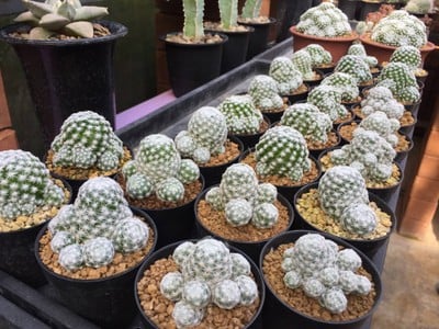 ตลาดธนบุรี (สนามหลวง 2)