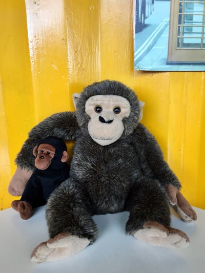 ฝูงลิงกอริลล่าเต็มร้าน