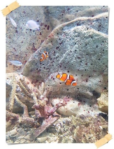 สถานแสดงพันธุ์สัตว์น้ำ จันทบุรี