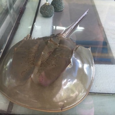 แมงดาทะเลสดๆ