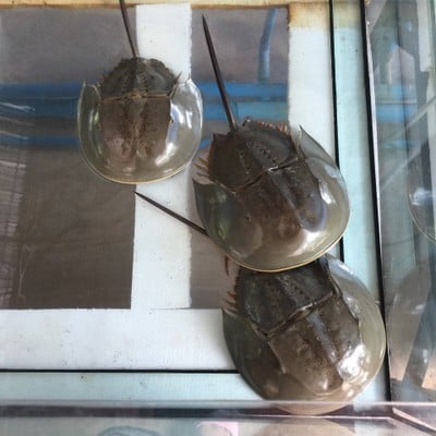 แมงดาทะเลสดๆ