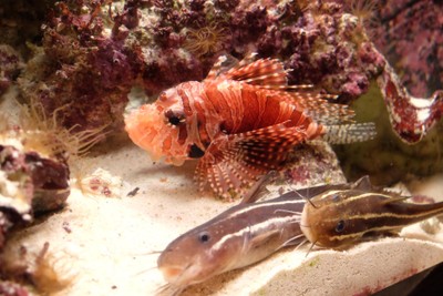 ไปดูน้องจุดที่ Okinawaaaa