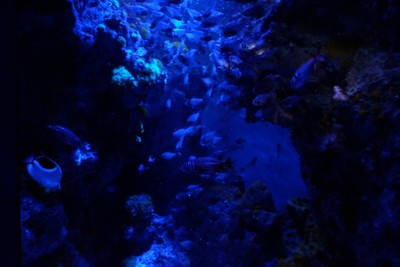 ไปดูน้องจุดที่ Okinawaaaa