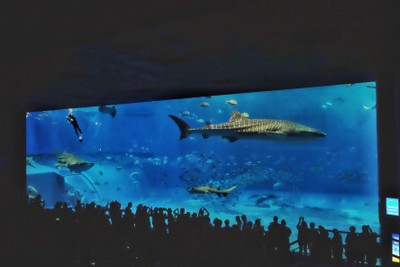 ไปดูน้องจุดที่ Okinawaaaa