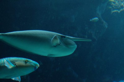 ไปดูน้องจุดที่ Okinawaaaa