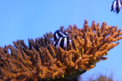 ไปดูน้องจุดที่ Okinawaaaa