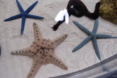 ไปดูน้องจุดที่ Okinawaaaa