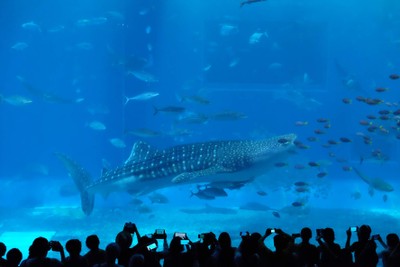 ไปดูน้องจุดที่ Okinawaaaa