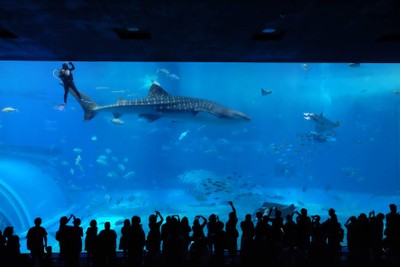 ไปดูน้องจุดที่ Okinawaaaa