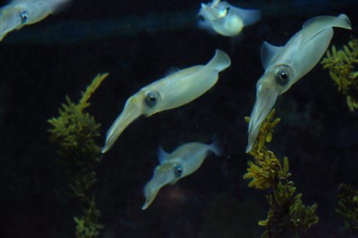 ไปดูน้องจุดที่ Okinawaaaa