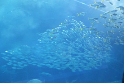 ไปดูน้องจุดที่ Okinawaaaa