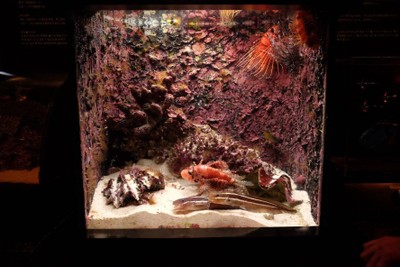 ไปดูน้องจุดที่ Okinawaaaa