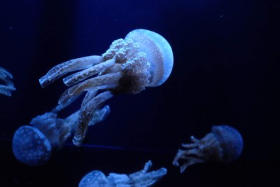 ไปดูน้องจุดที่ Okinawaaaa