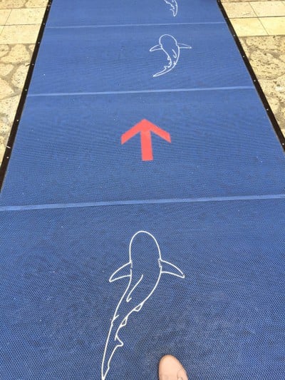 ไปดูน้องจุดที่ Okinawaaaa