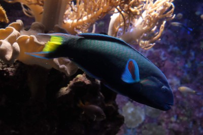 ไปดูน้องจุดที่ Okinawaaaa