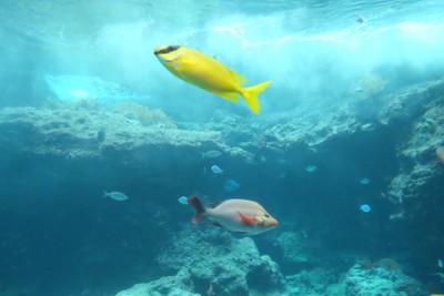 ไปดูน้องจุดที่ Okinawaaaa