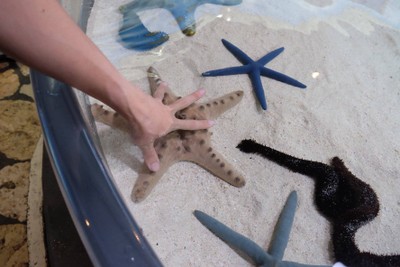 ไปดูน้องจุดที่ Okinawaaaa