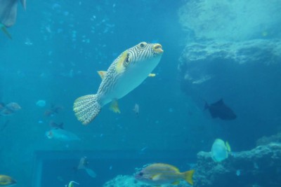 ไปดูน้องจุดที่ Okinawaaaa