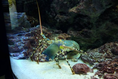 ไปดูน้องจุดที่ Okinawaaaa