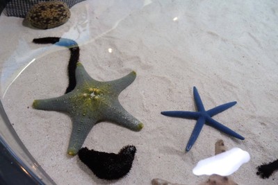 ไปดูน้องจุดที่ Okinawaaaa