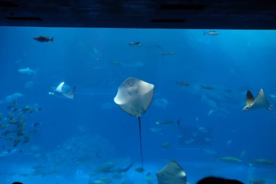 ไปดูน้องจุดที่ Okinawaaaa