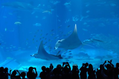 ไปดูน้องจุดที่ Okinawaaaa