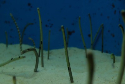 ไปดูน้องจุดที่ Okinawaaaa