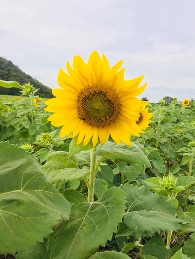 บรรยากาศ ทุ่งทานตะวันไร่คุณปู่
