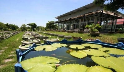 บรรยากาศ พิพิธภัณฑ์บัว