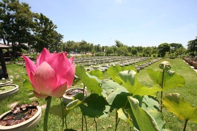 บรรยากาศ พิพิธภัณฑ์บัว