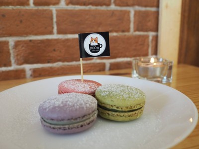 DOO CAT CAFE Phuket