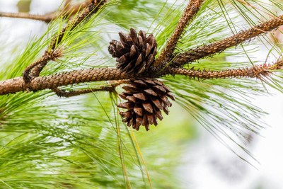 บรรยากาศ อุทยานแห่งชาติภูเรือ (ภูเรือ)