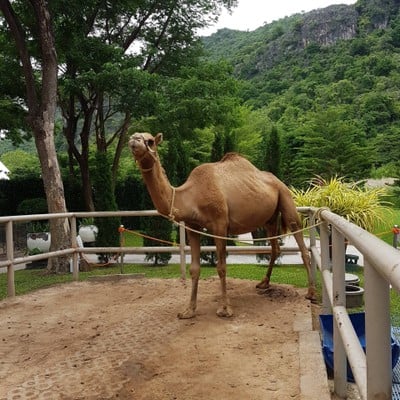 บรรยากาศ Camel Republic